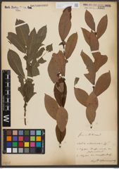 Foto von Salix silesiaca Willd.